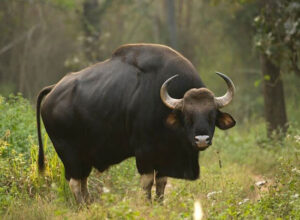 Banjari_mp_tours (11)