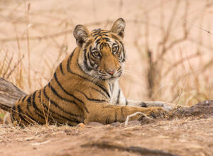 Banjari_mp_tours (12)