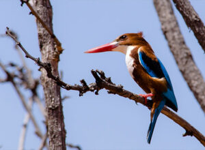 Banjari_mp_tours (3)