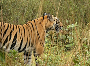 Banjari_mp_tours (7)