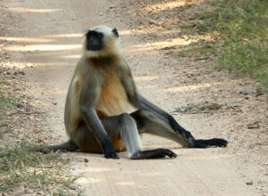 Banjari_mp_tours (9)