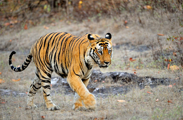 bandhavgarh-7